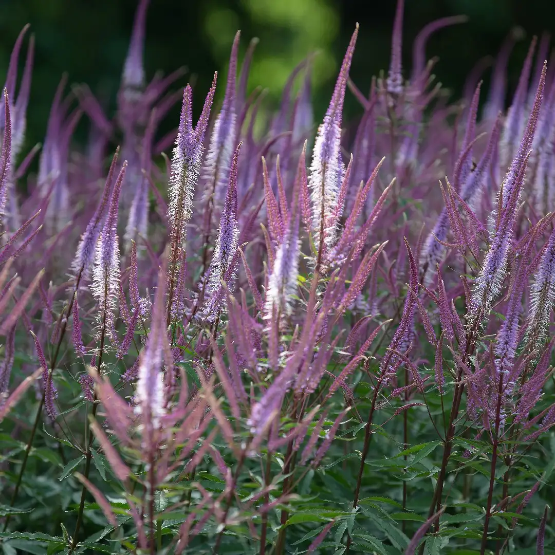 クガイソウゾク クガイソウ属 Veronicastrum 花言葉 毒性 よくある質問 Picturethis