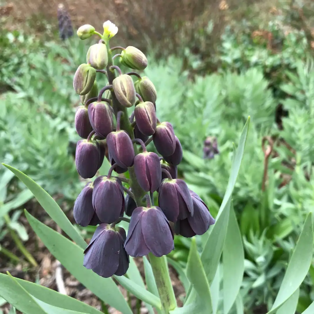 フリチラリア ペルシカ Fritillaria Persica 花言葉 毒性 よくある質問 Picturethis フリチラリア ペルシカ Fritillaria Persica 花言葉 毒性 よくある質問 Picturethis