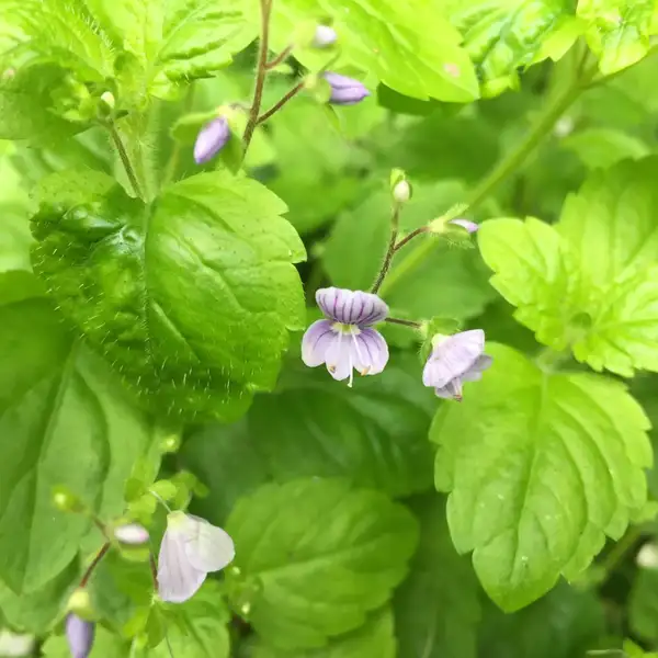 ベロニカ モンタナ Veronica Montana 花言葉 毒性 よくある質問 Picturethis