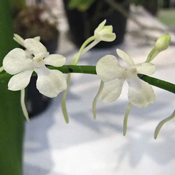 Aerangis 花言葉 毒性 よくある質問 Picturethis Aerangis 花言葉 毒性 よくある質問 Picturethis