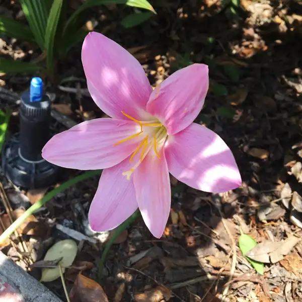 ゼフィランサス フォステリ Zephyranthes Fosteri 花言葉 毒性 よくある質問 Picturethis