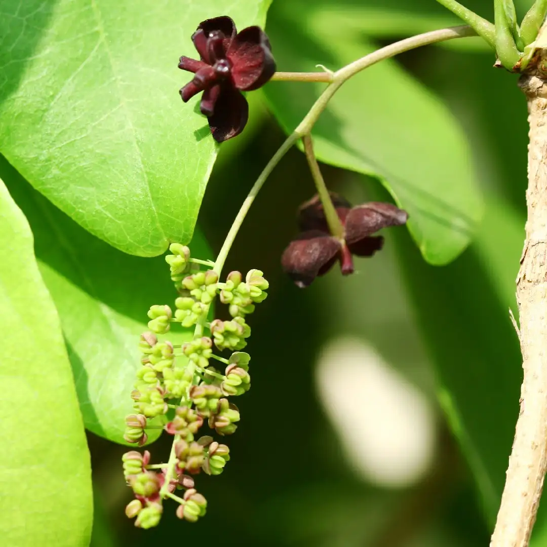 アケビ属 Akebia 花言葉 毒性 よくある質問 Picturethis アケビ属 Akebia 花言葉 毒性 よくある質問 Picturethis