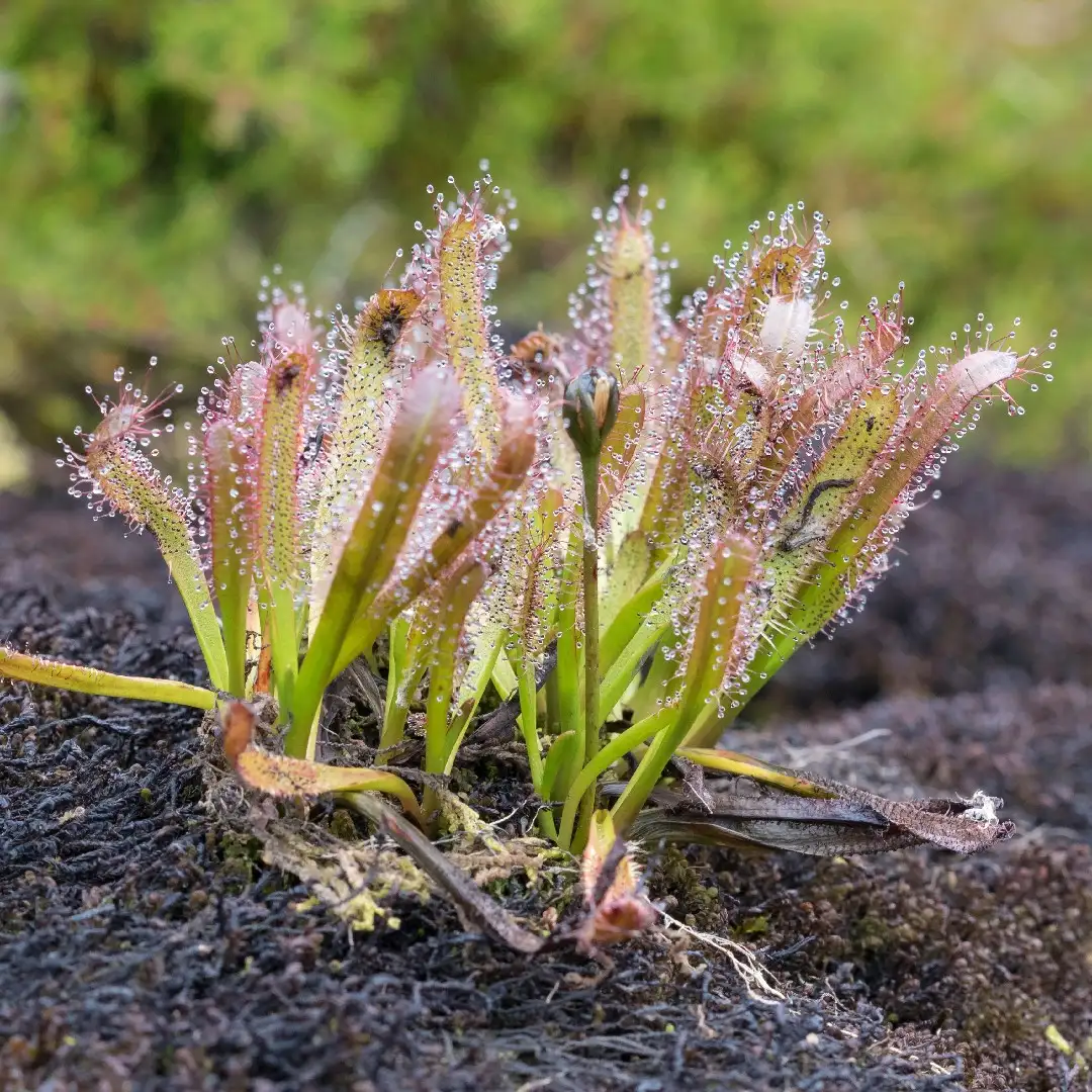 モウセンゴケ属 Drosera 花言葉 毒性 よくある質問 Picturethis モウセンゴケ属 Drosera 花言葉 毒性 よくある質問 Picturethis