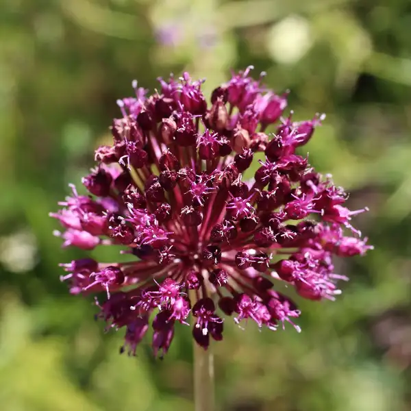 ネギ属 Allium 花言葉 毒性 よくある質問 Picturethis ネギ属 Allium 花言葉 毒性 よくある質問 Picturethis