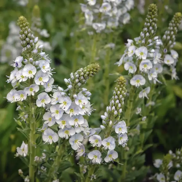 ベロニカ ゲンチアノイデス Veronica Gentianoides 花言葉 毒性 よくある質問 Picturethis