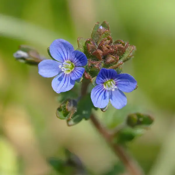 Veronica Praecox 花言葉 毒性 よくある質問 Picturethis
