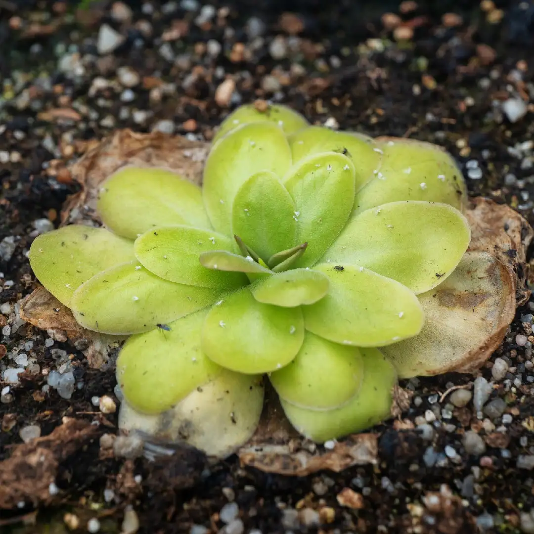 ムシトリスミレ属 Pinguicula 花言葉 毒性 よくある質問 Picturethis