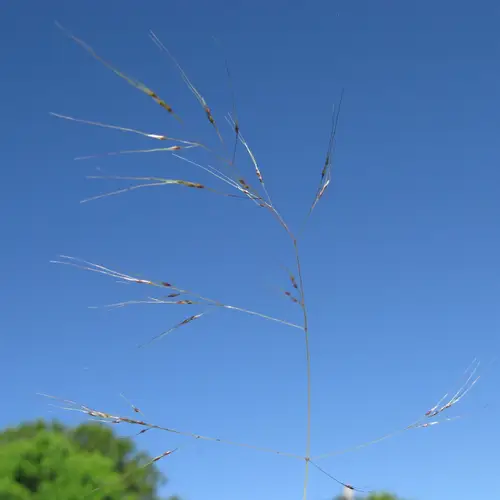 Serrated tussock grass