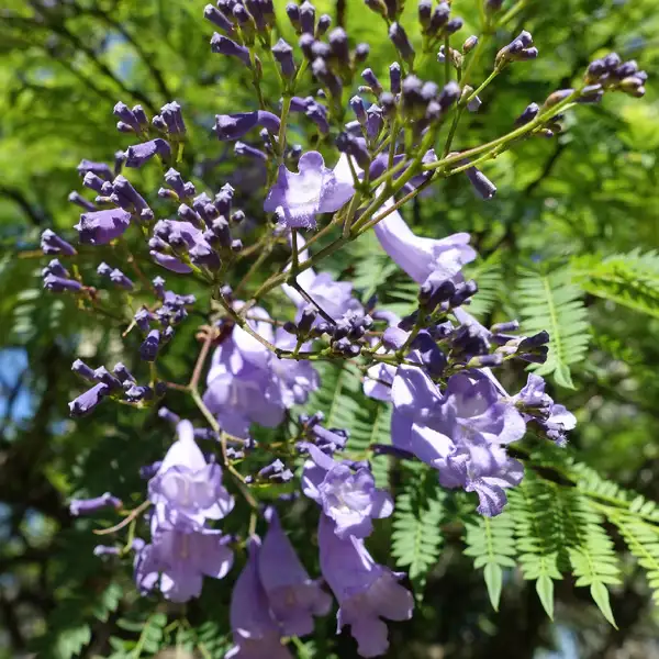 ジャカランダ属 Jacaranda 花言葉 毒性 よくある質問 Picturethis ジャカランダ属 Jacaranda 花言葉 毒性 よくある質問 Picturethis