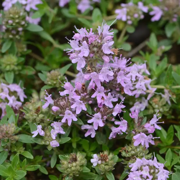 イブキジャコウソウ 伊吹麝香草 Thymus Quinquecostatus 花言葉 毒性 よくある質問 Picturethis イブキジャコウソウ 伊吹麝香草 Thymus Quinquecostatus 花言葉 毒性 よくある質問 Picturethis