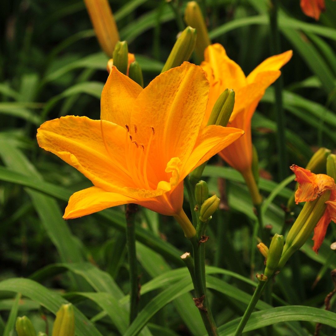 are daylilies poisonous to dogs