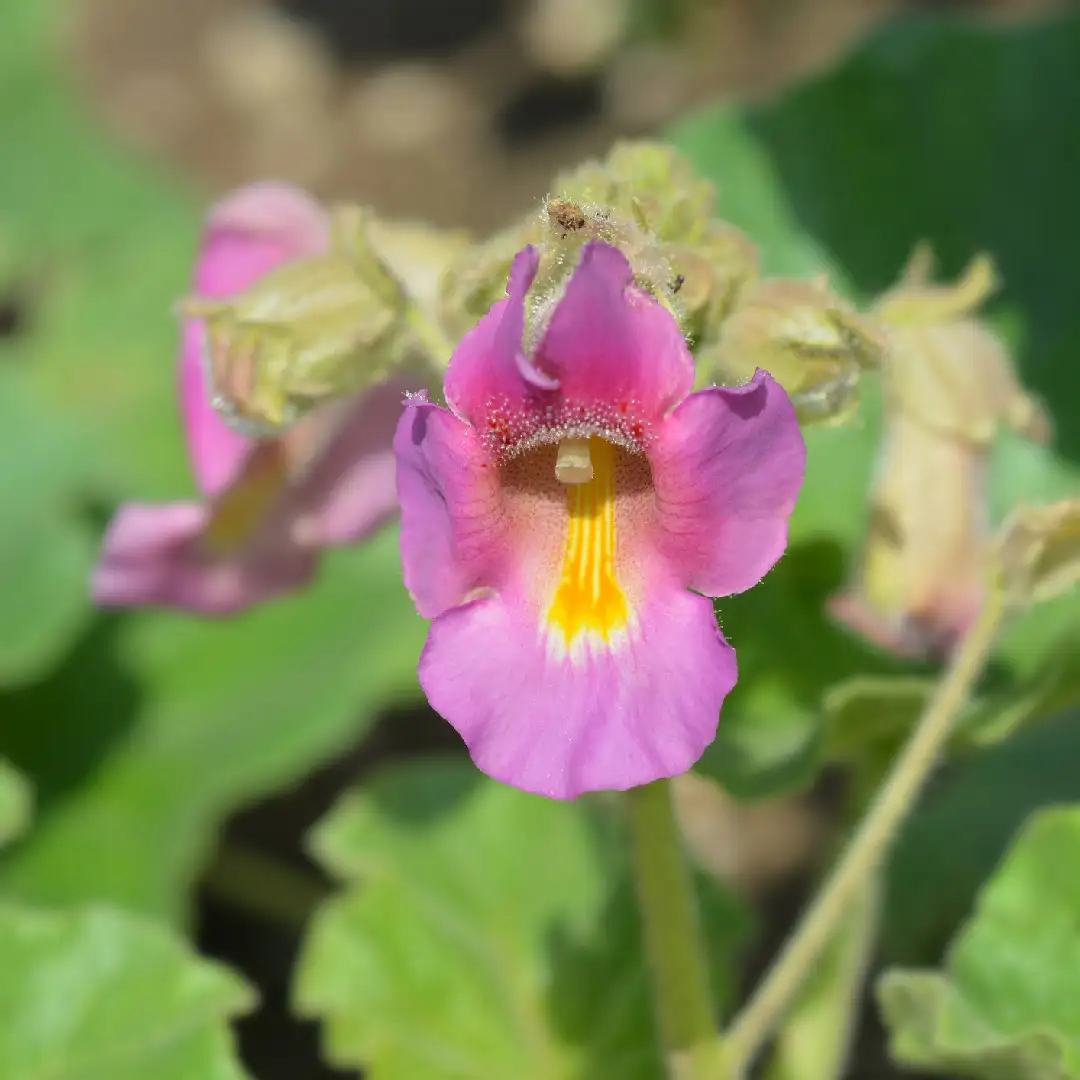 ツノゴマ属 Proboscidea 花言葉 毒性 よくある質問 Picturethis ツノゴマ属 Proboscidea 花言葉 毒性 よくある質問 Picturethis