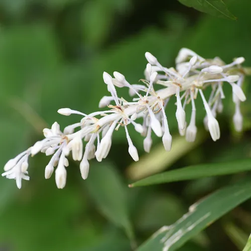 ジャノヒゲ（蛇の髭） (Ophiopogon jaburan) - PictureThis