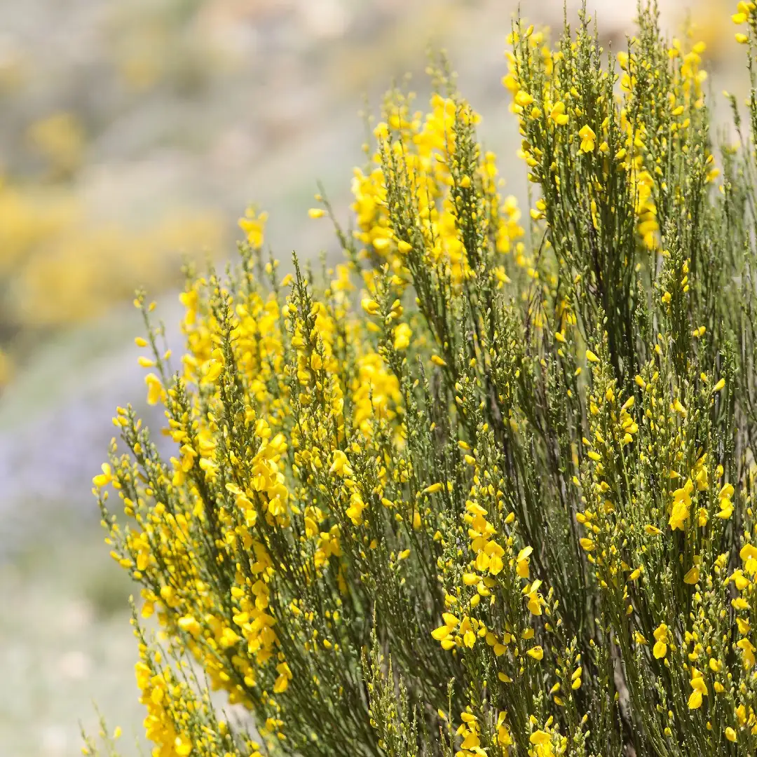 ヒトツバエニシダ属 Genista 花言葉 毒性 よくある質問 Picturethis