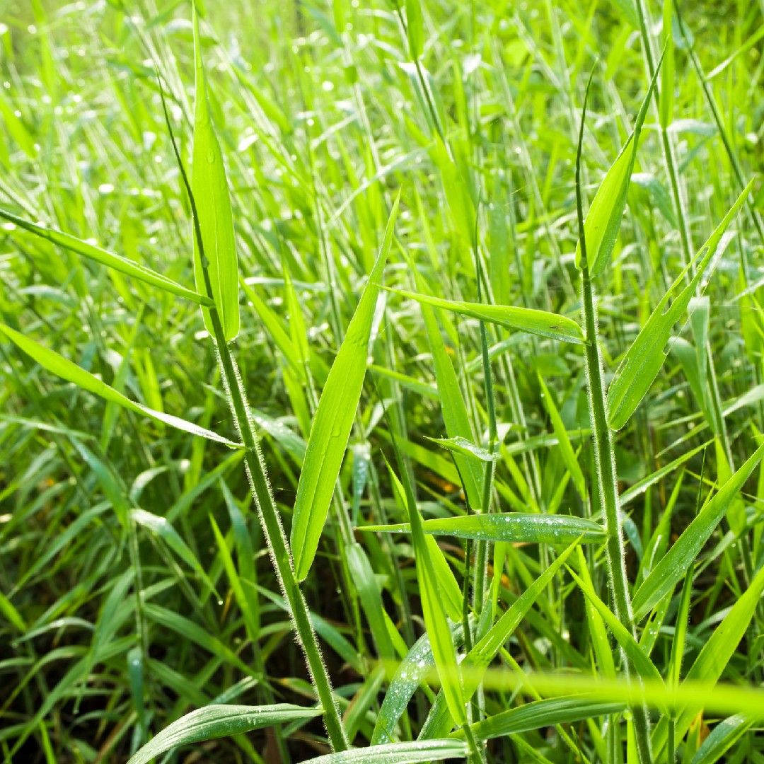 brachiaria ruziziensis