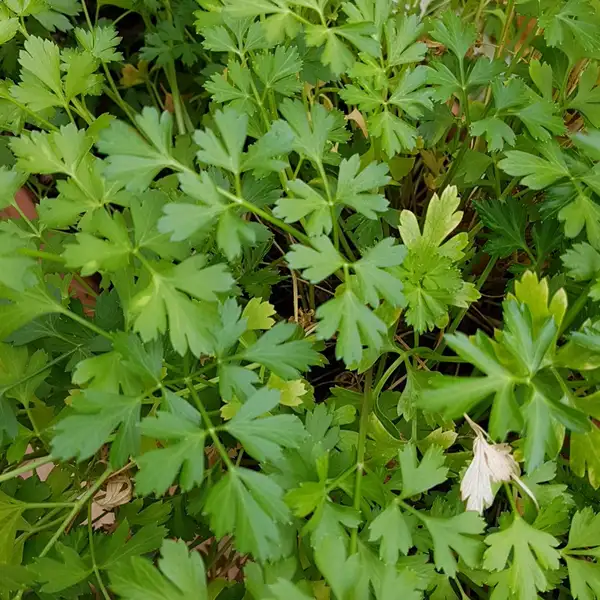 アピウム プロストラツム Apium Prostratum 花言葉 毒性 よくある質問 Picturethis