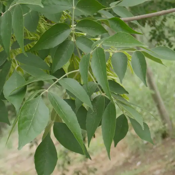 ヤチダモ Fraxinus Mandshurica 花言葉 毒性 よくある質問 Picturethis