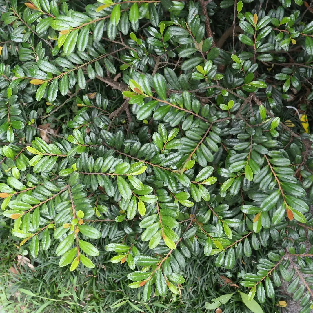 ハマヒサカキ 浜姫榊 Eurya Emarginata 花言葉 毒性 よくある質問 Picturethis