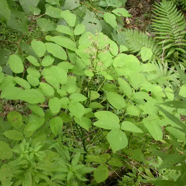 ウド 独活 Aralia Cordata 花言葉 毒性 よくある質問 Picturethis