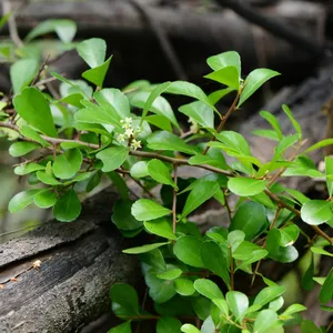 ハリツルマサキ (Gymnosporia diversifolia) - PictureThis