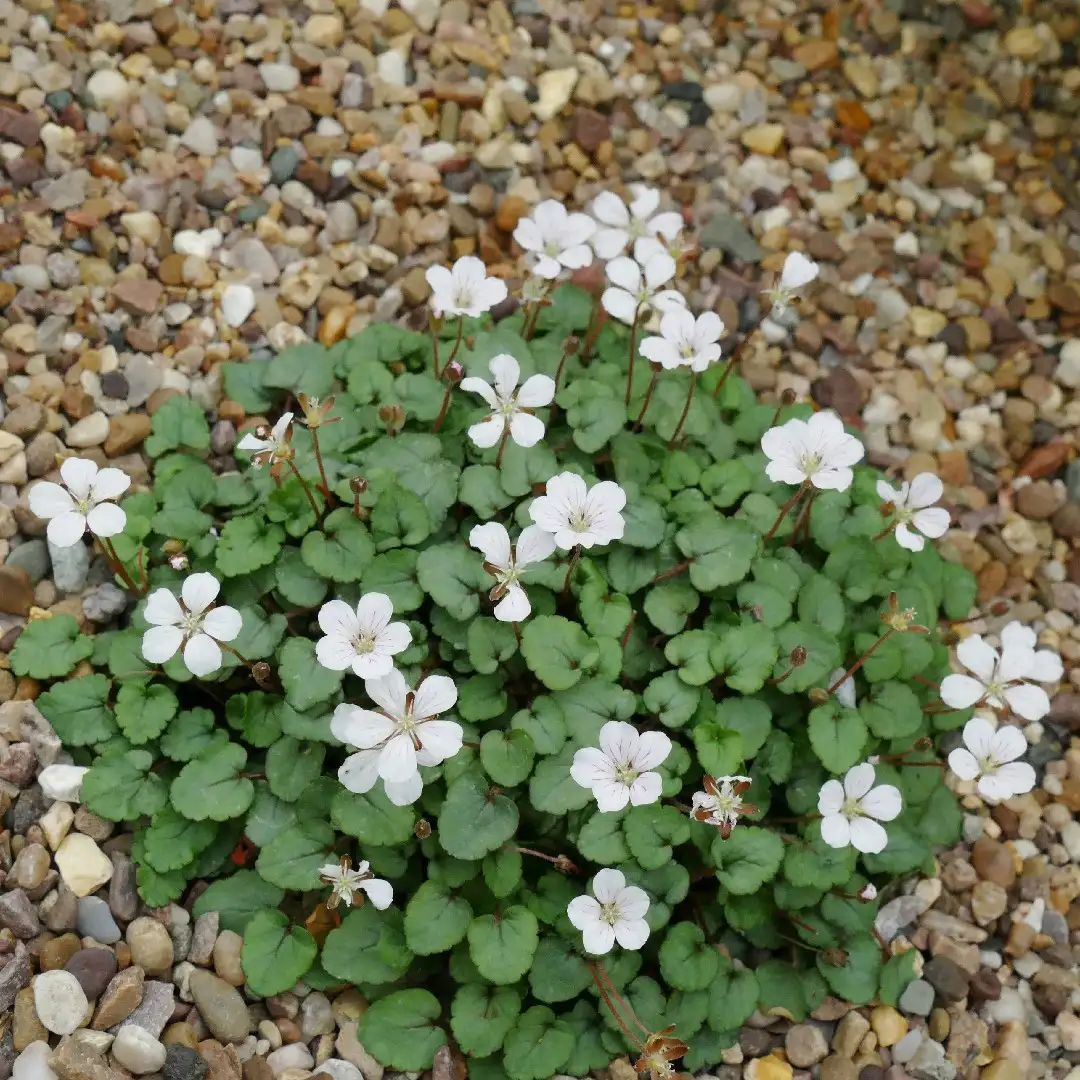 オランダフウロ属 Erodium 花言葉 毒性 よくある質問 Picturethis
