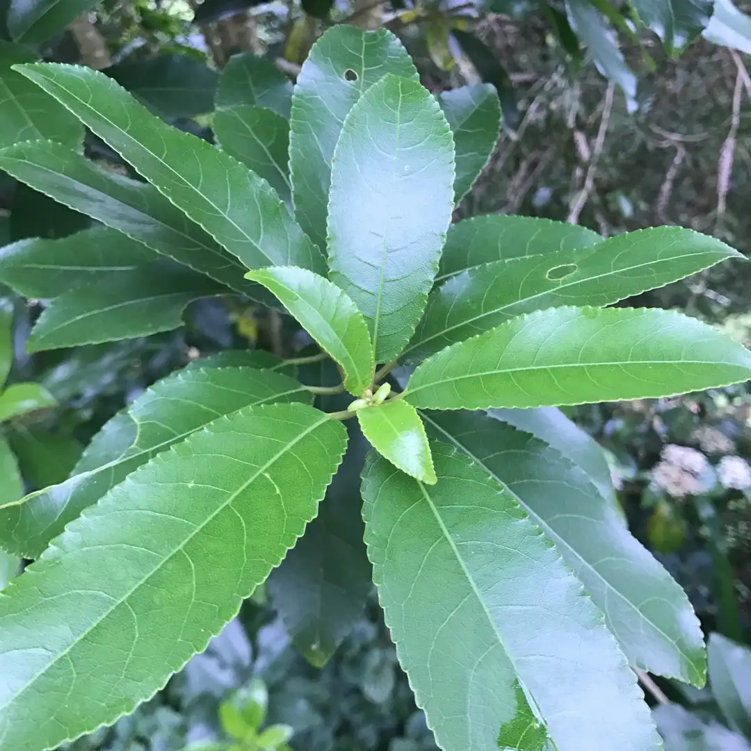 Mahoe (Melicytus ramiflorus) - PictureThis