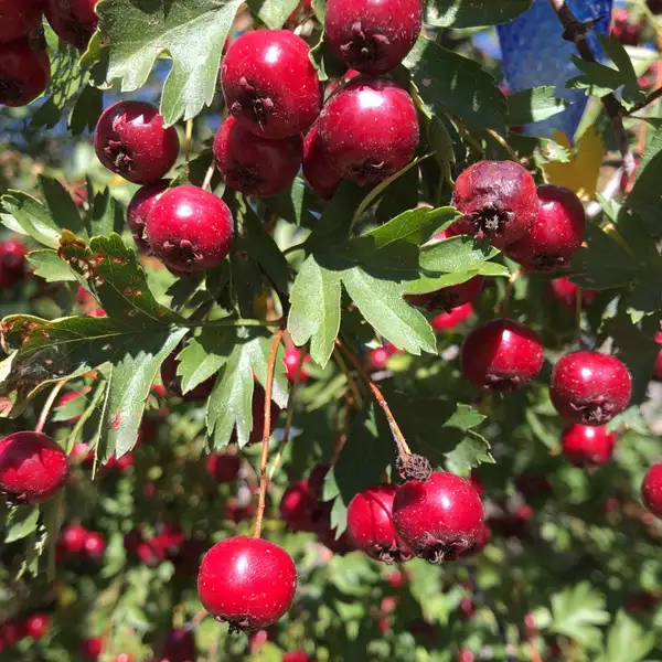 サンザシ属 Crataegus 花言葉 毒性 よくある質問 Picturethis