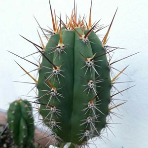 Hairbrush - Pachycereus pecten-aboriginum (Care, Characteristics, Flower,  Images)