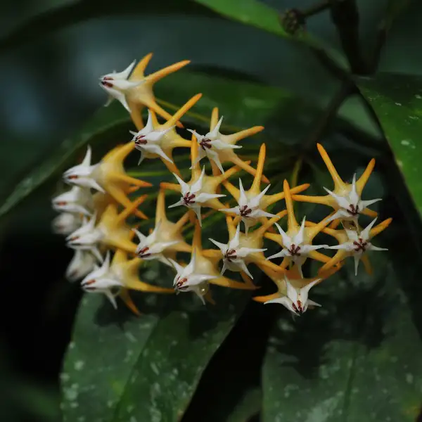 ホヤ ムルティフロラ Hoya Multiflora 花言葉 毒性 よくある質問 Picturethis