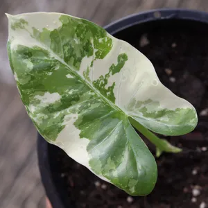 アロカシア・マクロリザ 'バリエガタ' (Alocasia macrorrhizos 'Variegata') - PictureThis