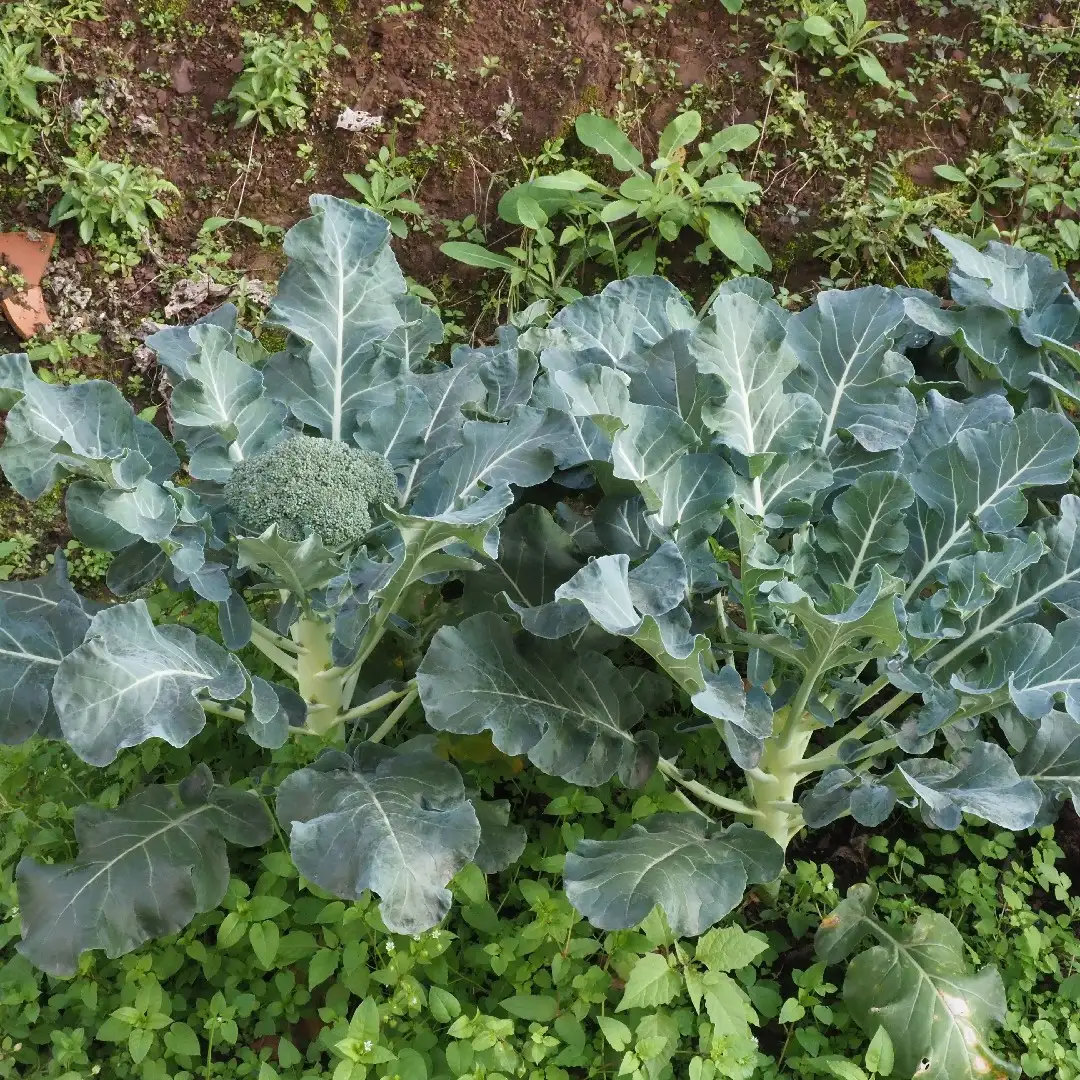 青花菜日常養護照顧方法 種植 施肥 修剪 澆水 Picturethis 青花菜日常養護照顧方法 種植 施肥 修剪 澆水 Picturethis