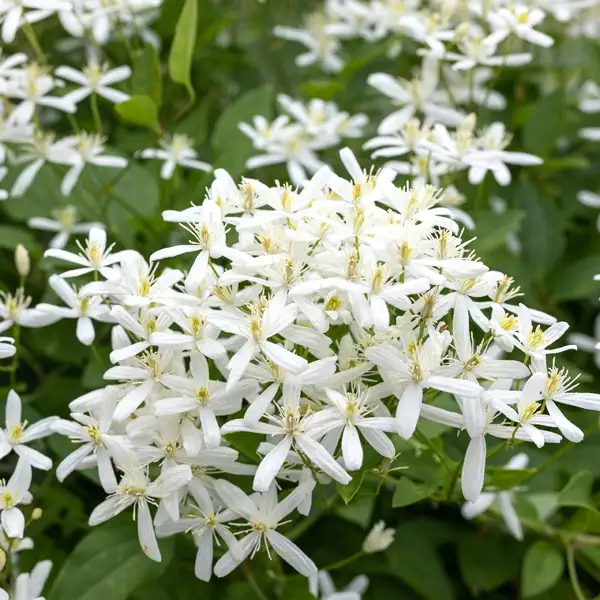 クレマチス レクタ Clematis Recta 花言葉 毒性 よくある質問 Picturethis