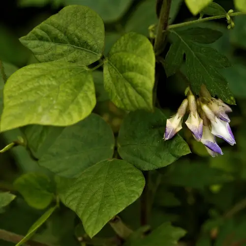 Amphicarpaea bracteata subsp. edgeworthii