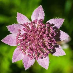 Astrantia maxima - PictureThis