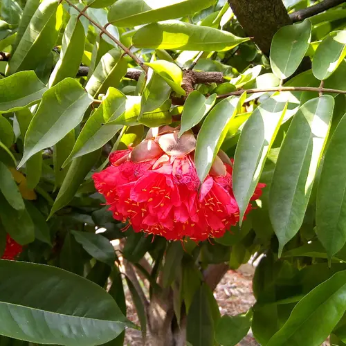 Brownea grandiceps