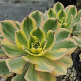 アエオニウム・サンバーストの判定方法 (Aeonium 'Sunburst')