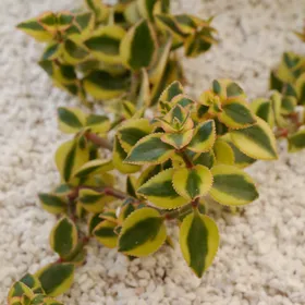 クラッスラ・サルメントーサ'コメット'の判定方法 (Crassula sarmentosa 'Comet')