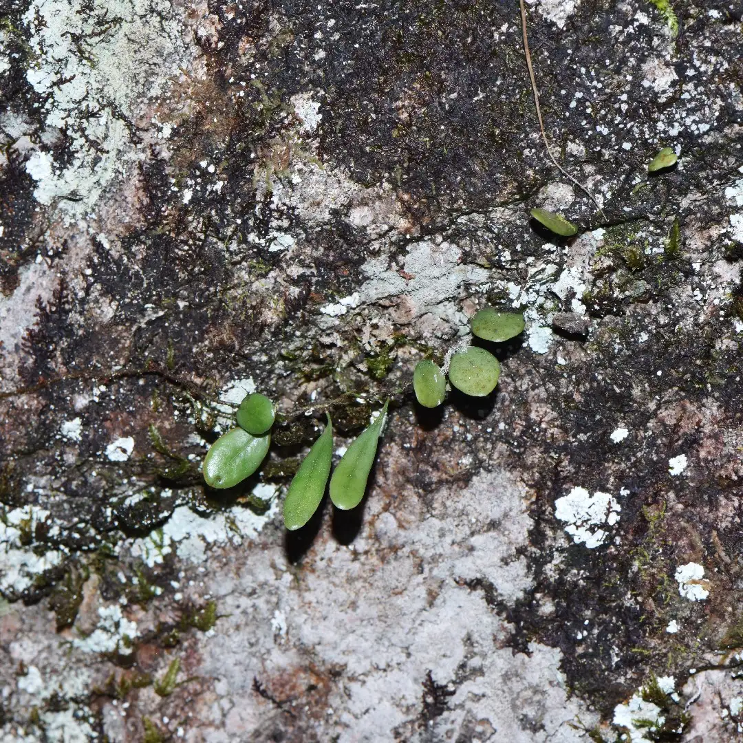 マメヅタ属 Lemmaphyllum 花言葉 毒性 よくある質問 Picturethis