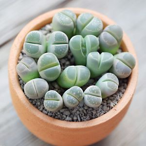 リトープス オリーブ玉 (Lithops olivacea) - PictureThis