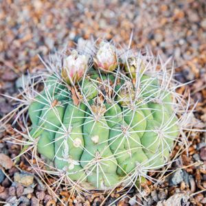 ギムノカリキウム属 (Gymnocalycium) - PictureThis