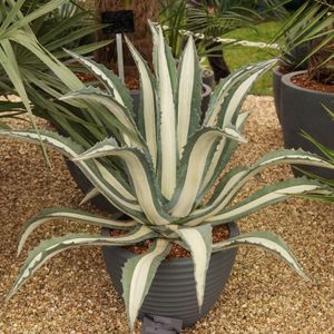 Agave americana 'Mediopicta Alba'の育て方と世話の仕方