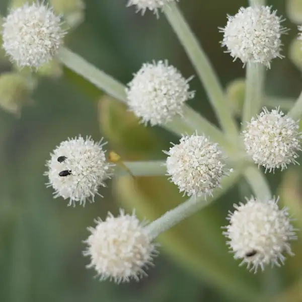 シシウド属 Angelica 花言葉 毒性 よくある質問 Picturethis シシウド属 Angelica 花言葉 毒性 よくある質問 Picturethis