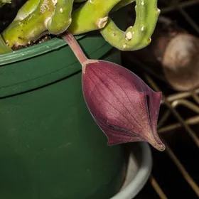 スタペリア 鐘楼閣の判定方法 (Stapelia leendertziae)