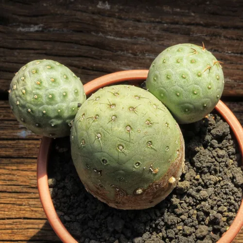 テフロカクタス・ゲオメトリクス (Tephrocactus geometricus) - PictureThis