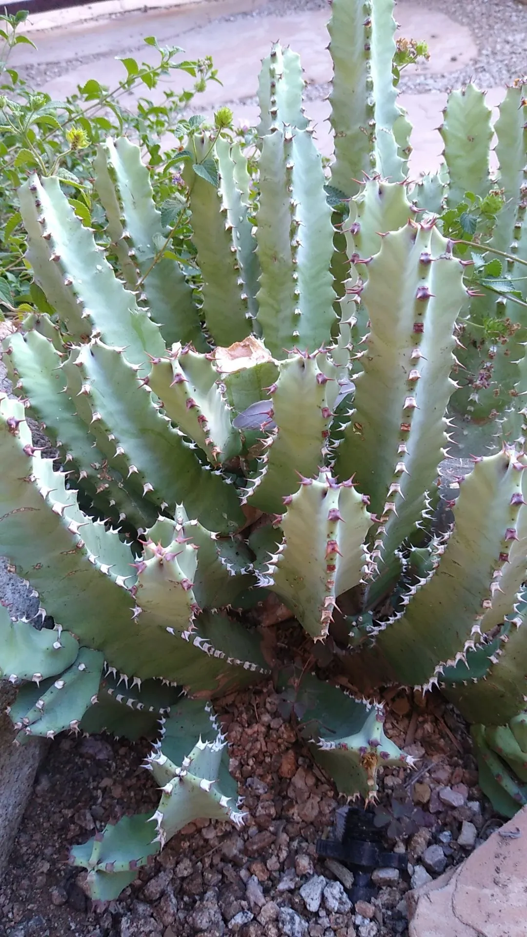 ハッカクキリン（白角麒麟）の判定方法 (Euphorbia resinifera)