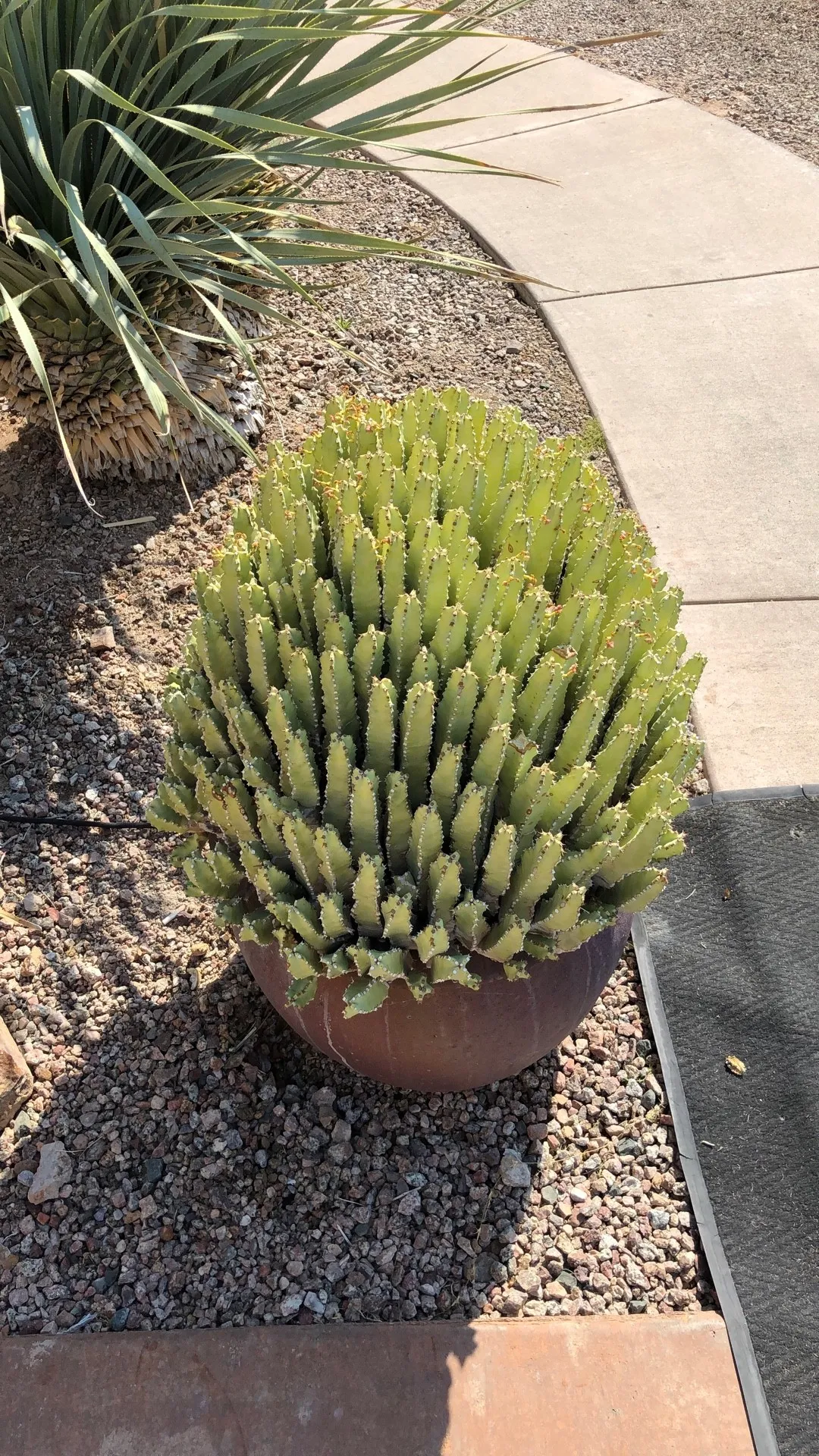 ハッカクキリン（白角麒麟）の判定方法 (Euphorbia resinifera)