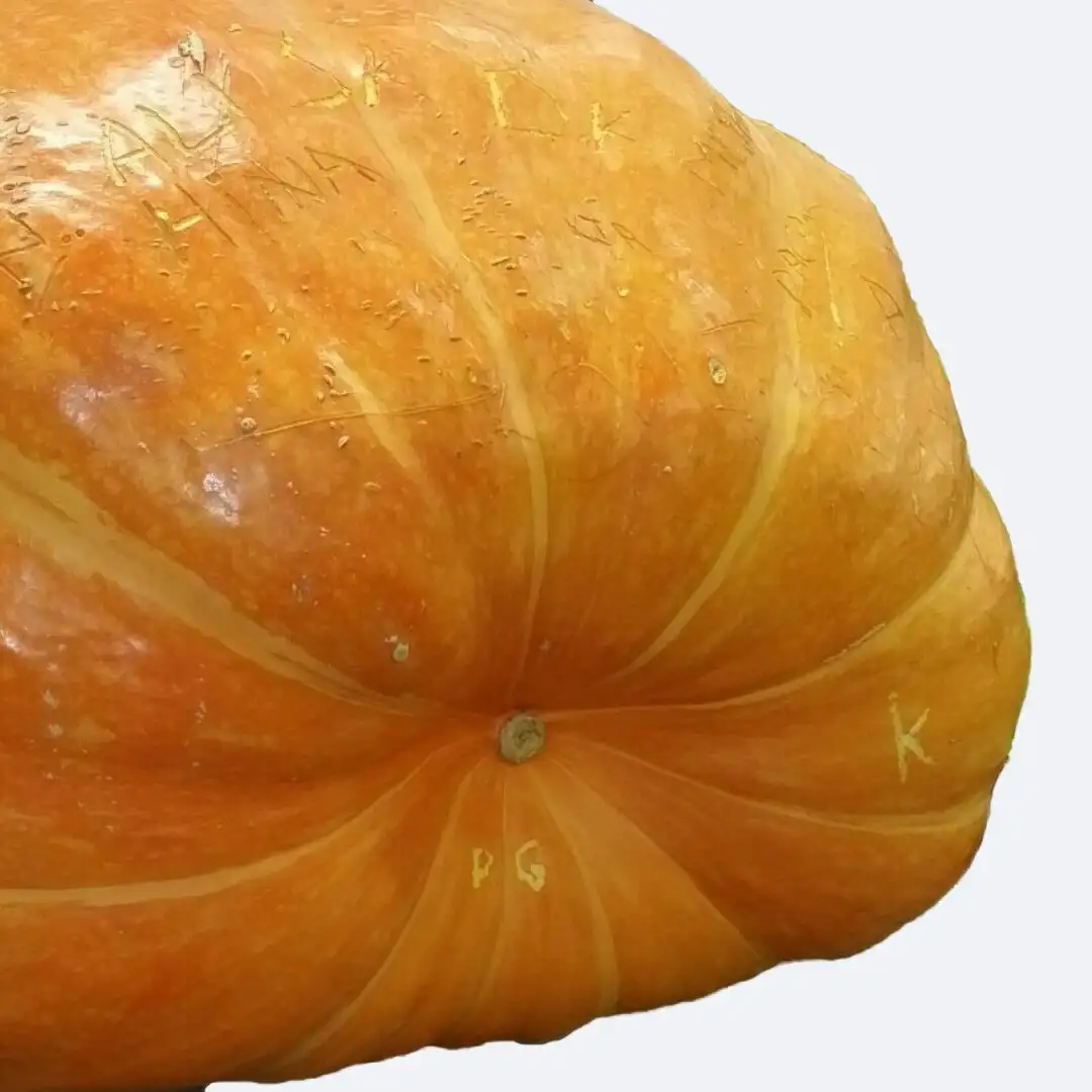 Cucurbita Pepo Hundredweight 花言葉 毒性 よくある質問 Picturethis Cucurbita Pepo Hundredweight 花言葉 毒性 よくある質問 Picturethis