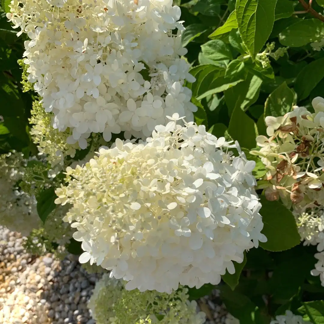 Hydrangea arborescens 'Grandiflora' Cuidados (Plantando, Fertilizantes,  Enfermedades) - PictureThis