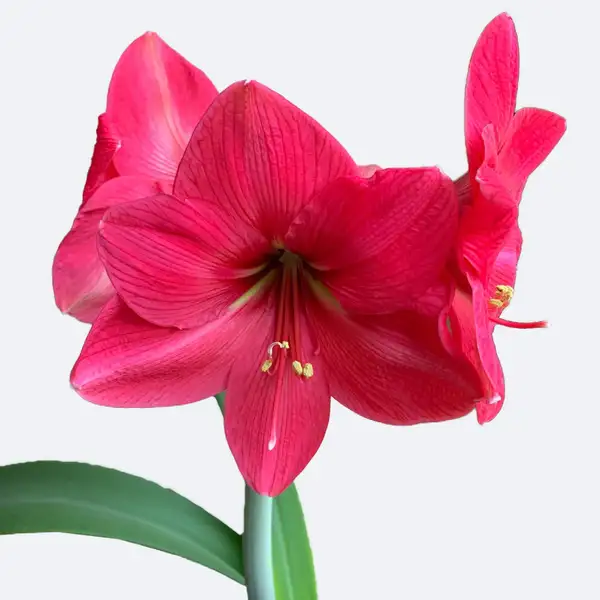 ヒッペアストルム属 Hippeastrum 花言葉 毒性 よくある質問 Picturethis ヒッペアストルム属 Hippeastrum 花言葉 毒性 よくある質問 Picturethis