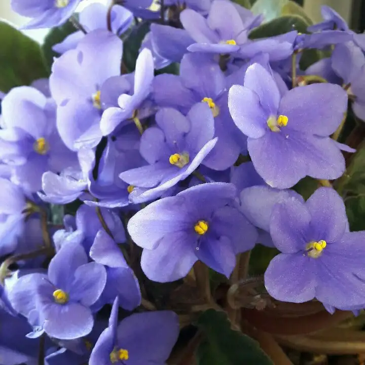 セントポーリア イオナンタ グレインジャーズ ワンダーランド Saintpaulia Ionantha Granger S Wonderland 花言葉 毒性 よくある質問 Picturethis セントポーリア イオナンタ グレインジャーズ ワンダーランド Saintpaulia Ionantha Granger S Wonderland 花言葉 毒性 よくある質問 Picturethis